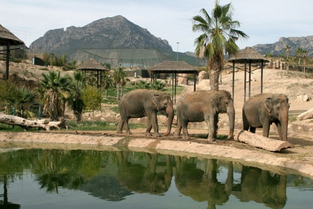 Elefantes Terra Natura