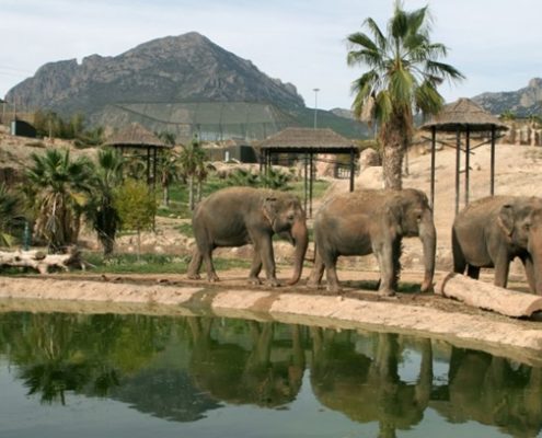 Elefantes Terra Natura